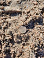 June 24, 2021 - Winnipeg Beach, the Newfoundland Penny and the Invisible Man