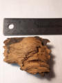 February 1, 2025 Carbon 14 Testing and Dendrochronology