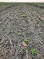 May 31, 2025 - The Ridge in Spring
