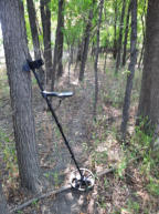 July 31, 2021 - Cloutier Drive Forest