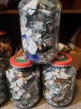 January 24, 2026 - Glass, Ceramics, and Sherds.