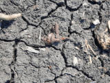 May 24, 2025 - Ground Finds